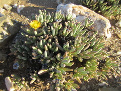 Cylindrophyllum