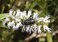 Helophilus hochstetteri