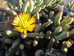 Cylindrophyllum