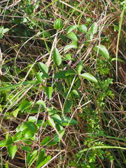 Clematis chinensis tatushanensis
