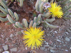 Cylindrophyllum