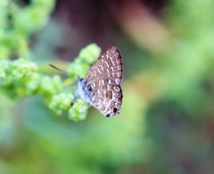 Theclinesthes sulpitius