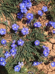 Linum austriacum