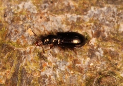 Salpingus planirostris