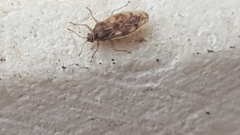 Monosteira unicostata