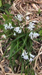 Allium triquetrum