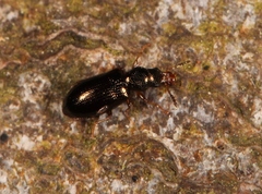 Salpingus planirostris