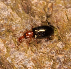 Salpingus ruficollis