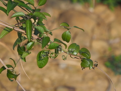 Clematis chinensis tatushanensis