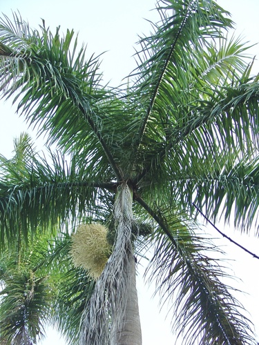 Cuban royal palm (Roystonea regia)