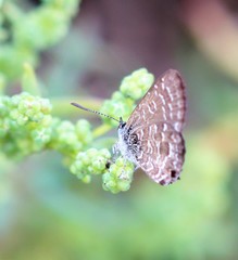 Theclinesthes sulpitius