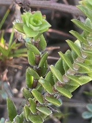 Crassula subulata fastigiata