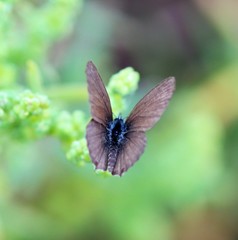 Theclinesthes sulpitius
