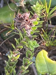 Crassula subulata fastigiata
