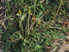 Taraxacum formosanum