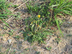 Taraxacum formosanum