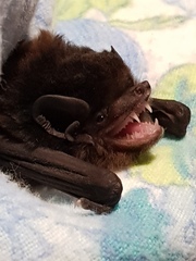 Chalinolobus gouldii