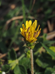 Taraxacum formosanum