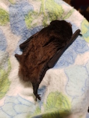 Chalinolobus gouldii