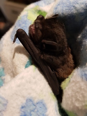 Chalinolobus gouldii