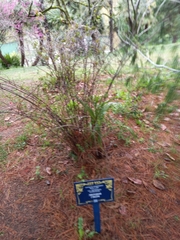 Hypericum hookerianum