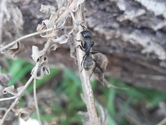 Camponotus vagus