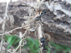 Camponotus vagus