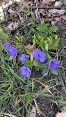 Vinca minor