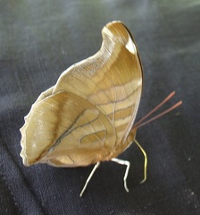 Historis odius odius