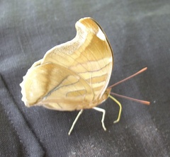 Historis odius odius