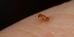 Otitesella