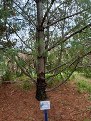 Pinus armandi
