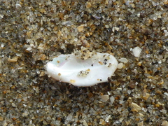 Calliostoma tricolor
