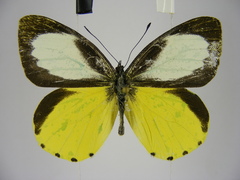 Mylothris jacksoni jacksoni