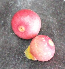 Otitesella