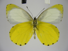 Mylothris jacksoni jacksoni