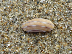 Calliostoma tricolor