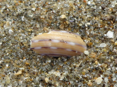 Calliostoma tricolor