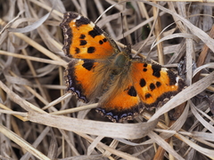 Nymphalis xanthomelas