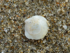 Crepipatella lingulata