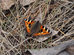 Aglais urticae