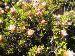 Macledium spinosum