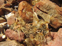 Pteronia hutchinsoniana