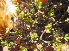 Pteronia hutchinsoniana