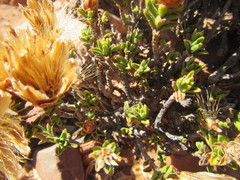 Pteronia hutchinsoniana