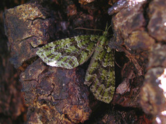 Tatosoma tipulata