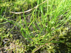 Pilularia globulifera