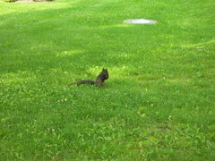 Sciurus carolinensis