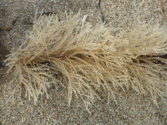 Abietinaria