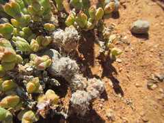 Anacampseros filamentosa